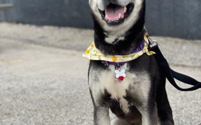 It’s all smiles here at shoppers, beautiful day out, come on down. #shoppersmht #localbusiness #outdoordining