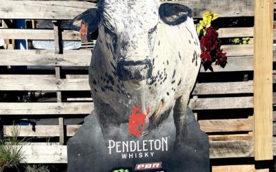 Mooooooooooooooooooooo #cow