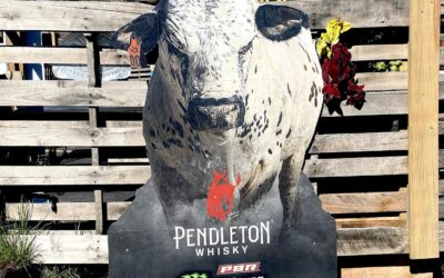 Mooooooooooooooooooooo #cow