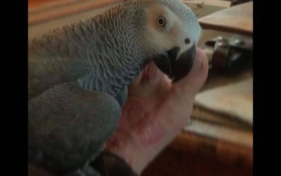 Hey, happy Friday…… Listen, I’m as confused as you are, but if anyone sees this parrot flying around Manchester please call Matt at 305-491-9982….. yes I’m serious. I can’t make this up.