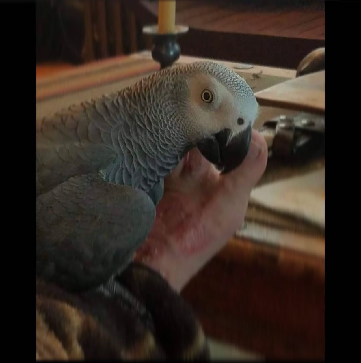 2656963835909921120083024138337962745429423n | Shoppers Pub and Eatery Hey happy Friday Listen Im as confused as you are but if anyone sees this parrot flying around Manchester please call Matt at 305 491 9982 yes Im serious I cant make this up