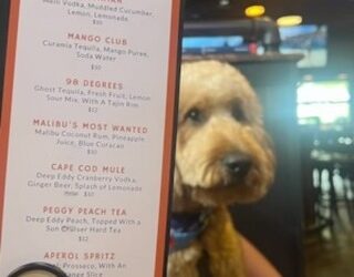 New cocktail menu coming in hawt. Frank just wants to go home.