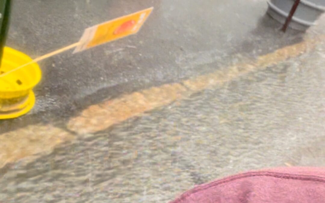 Wet dogs are still good dogs