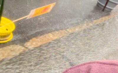 Wet dogs are still good dogs